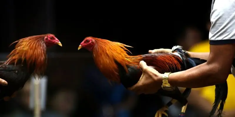 Nhà cái phát sóng trực tiếp cực chi tiết