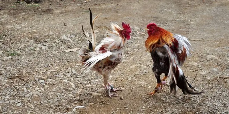 Thời gian thi đấu được quy định rõ ràng